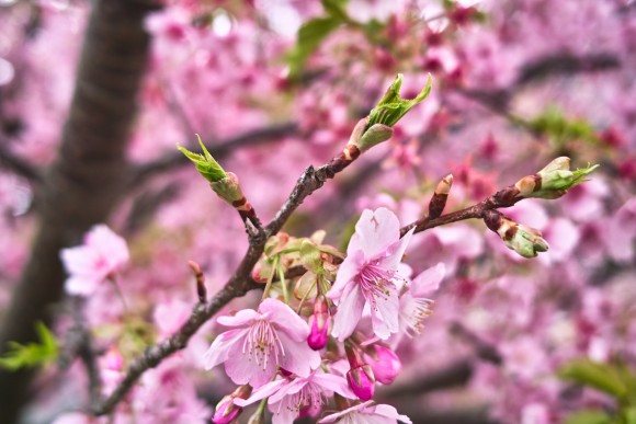 桜の蕾がわりと好きないおりん。