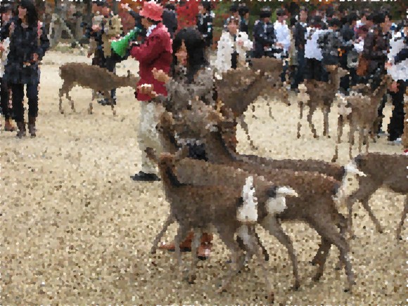 奈良公園の鹿は本当なごむ。自然も市場になる。