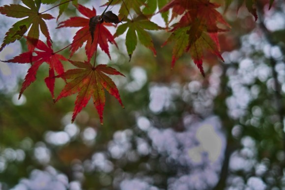 紅葉が綺麗な奈良公園。