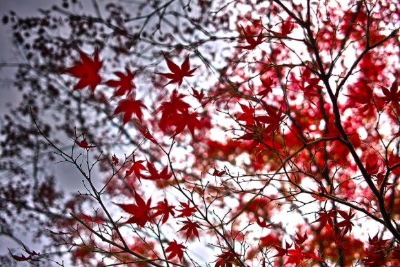 奈良公園の紅葉。ここは常緑樹もあるから気をつけような。