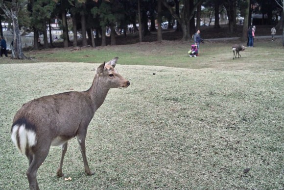 奈良公園の鹿は本当かわいいですね！