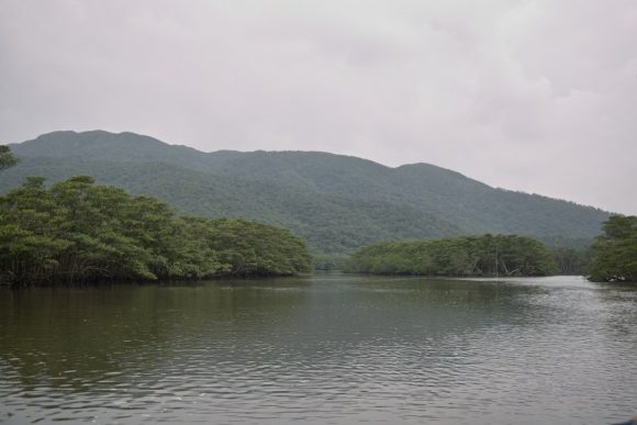 曇ってますが、西表島のマングローブ林。