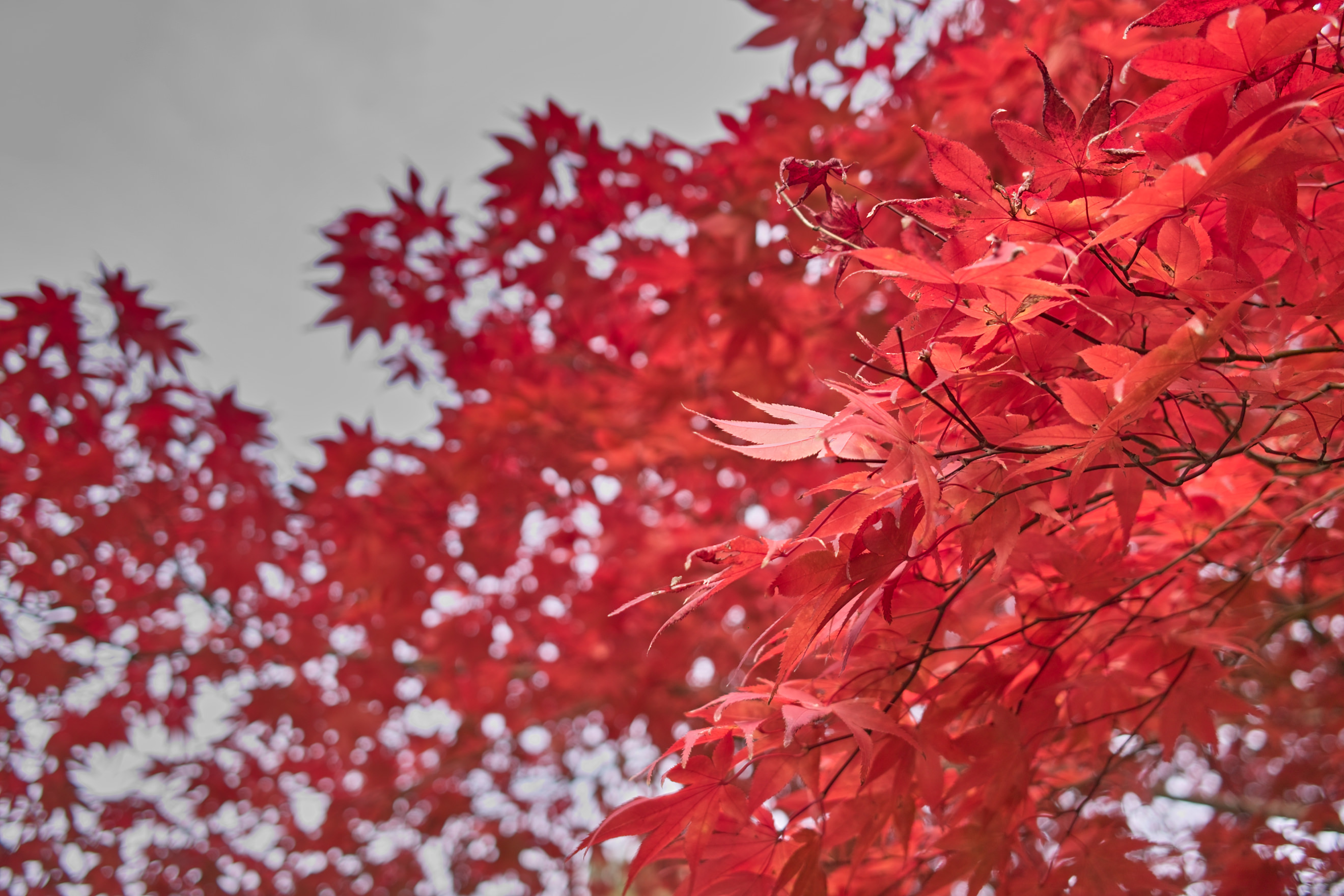 奈良の紅葉。綺麗な赤ですね。